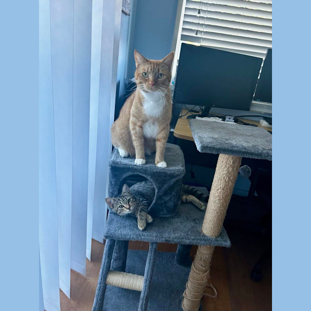 Photo of Chip