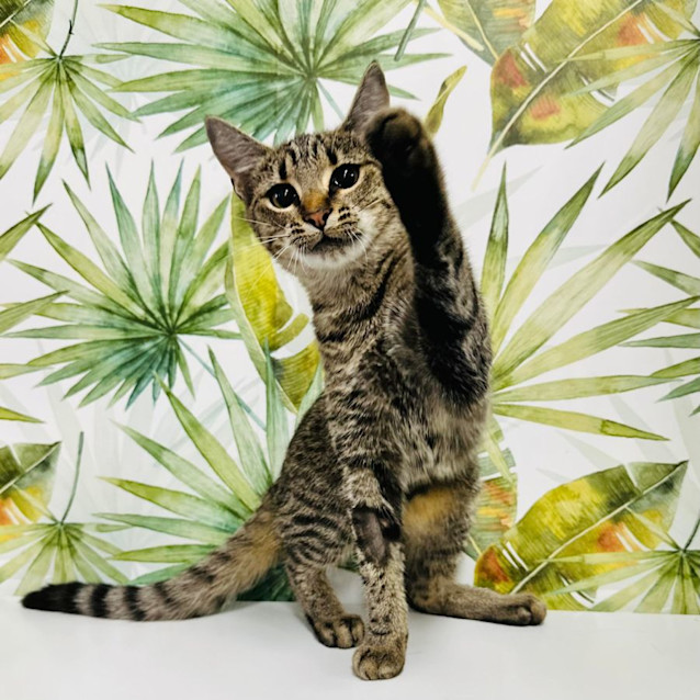 Photo of Oriena   Located In Northcote