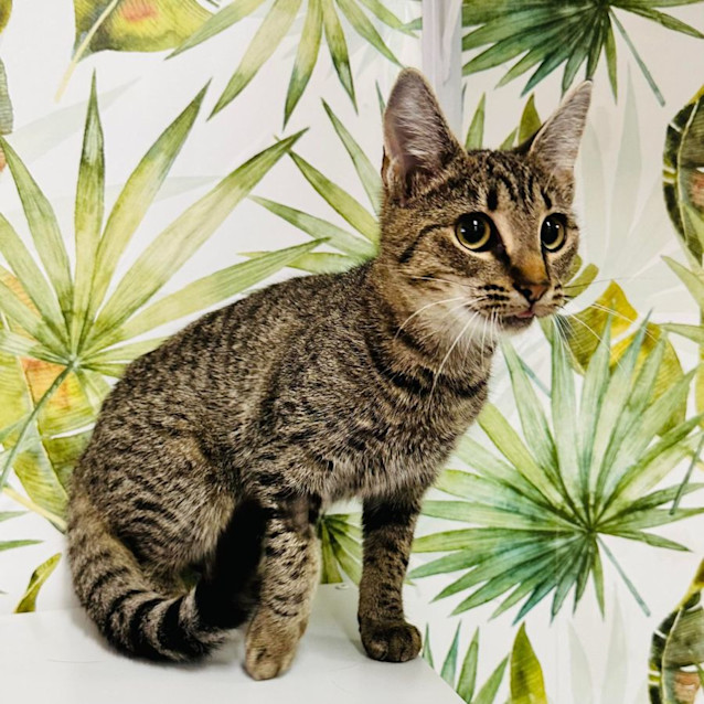 Photo of Oriena   Located In Northcote