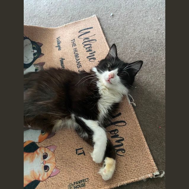 Photo of January **2nd Chance Cat Rescue**