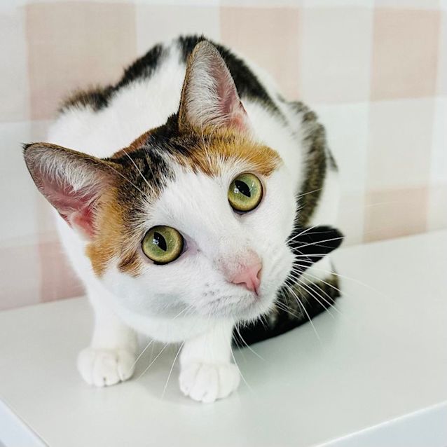 Photo of Evelyn   Meet Me At Nellys Ark