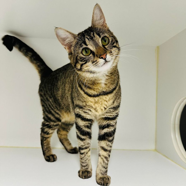 Photo of Zora   Located In Preston