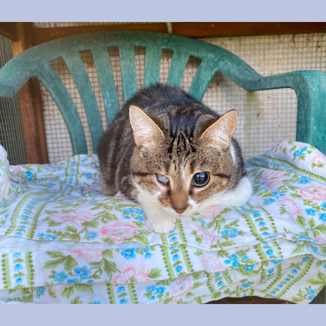 Photo of Kitty