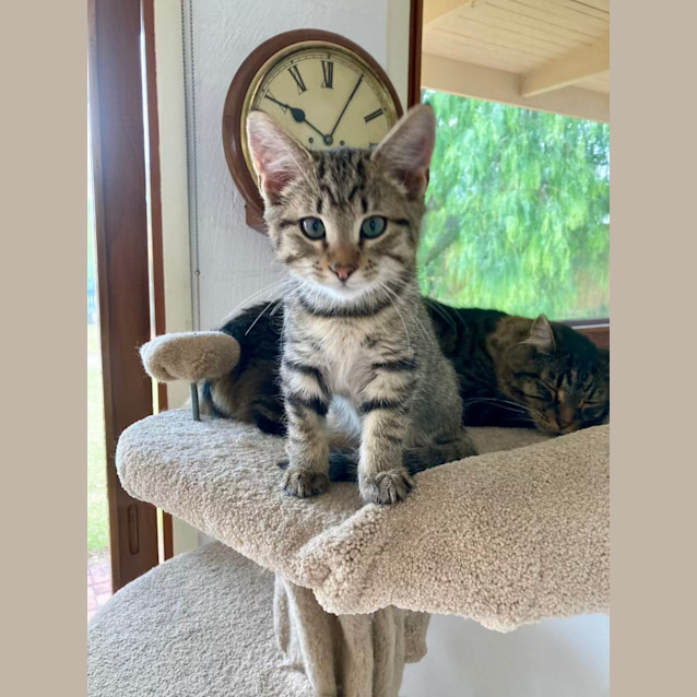 Photo of Ari   Located In Ivanhoe