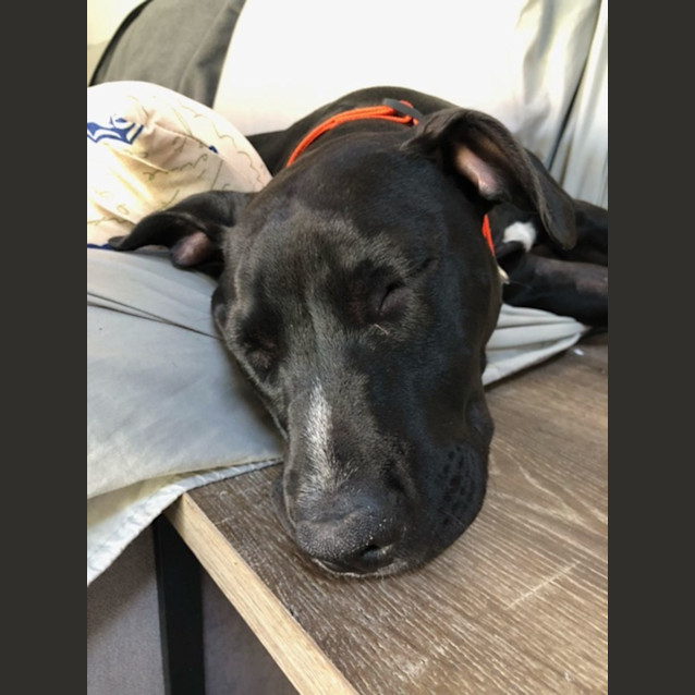 Photo of Juniper   9 Month Old Staffy X (Trial)