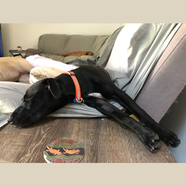 Photo of Juniper   9 Month Old Staffy X (Trial)