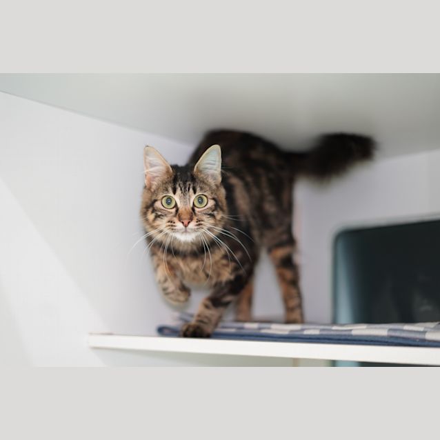 Photo of Poppyseed