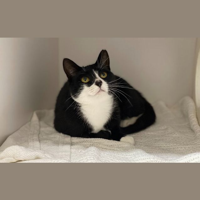 Photo of Lovey