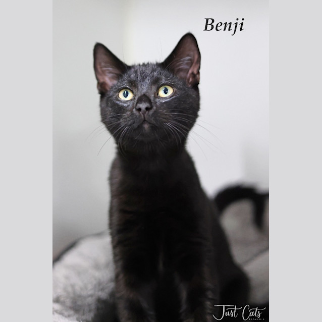 Photo of Benji