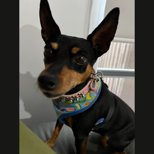 Photo of Pixie And Hugo 