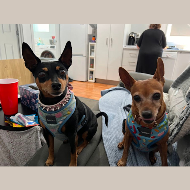 Photo of Pixie And Hugo 