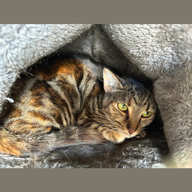 Photo of Luna