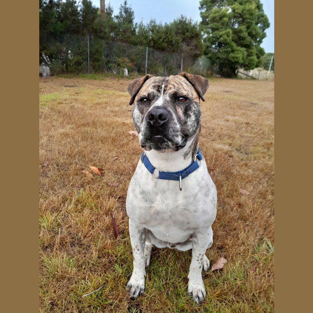 Photo of Boss Now Bear 