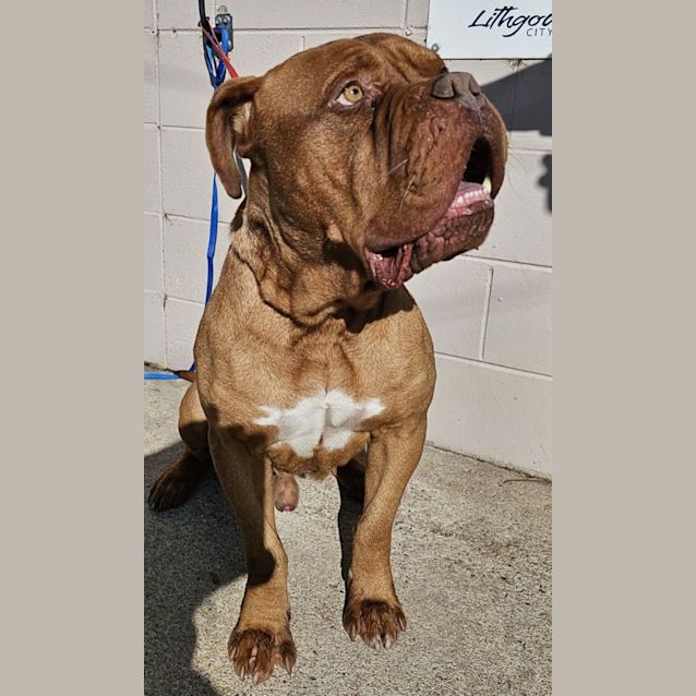 Photo of Hooch