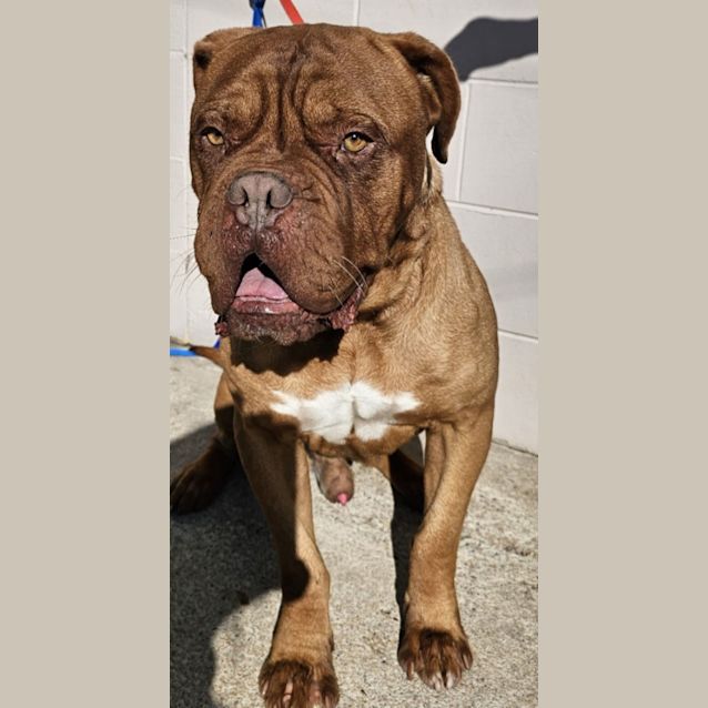 Photo of Hooch