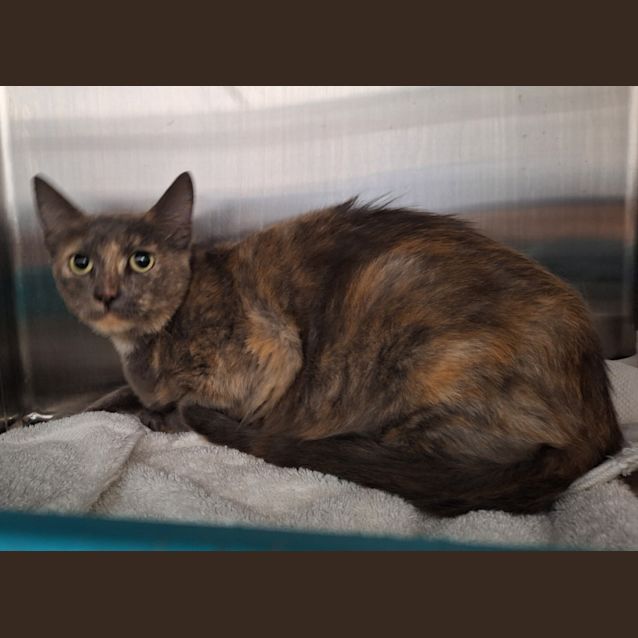 Photo of Jasmine