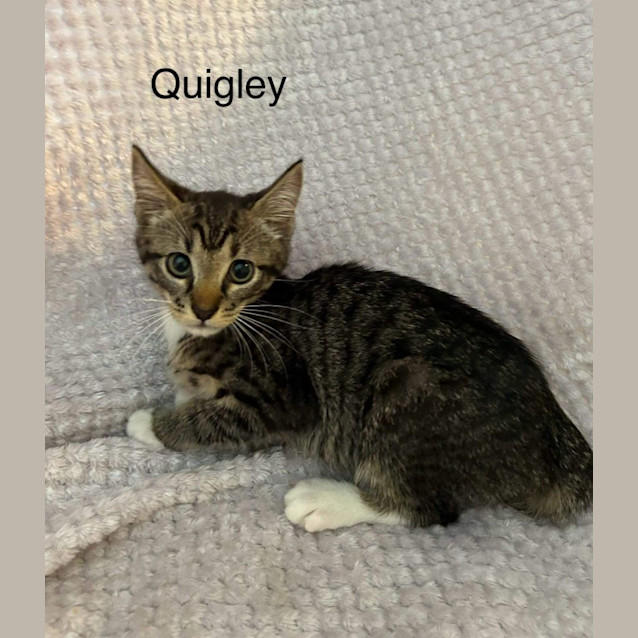 Photo of Quigley