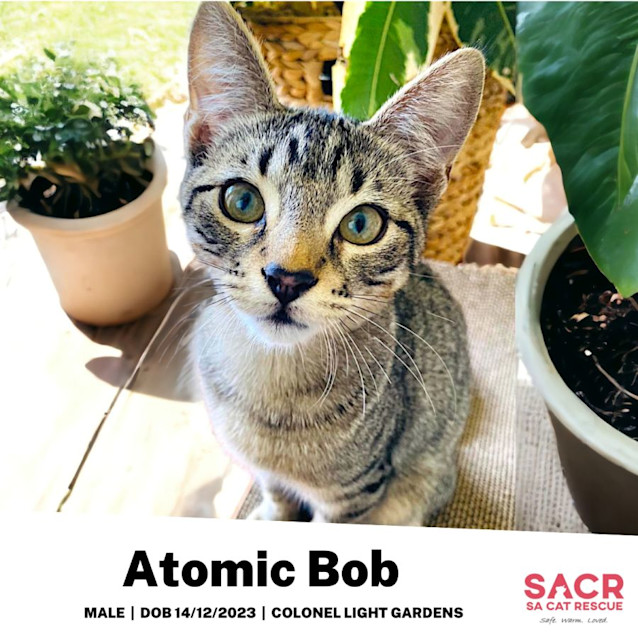 Photo of Atomic Bob