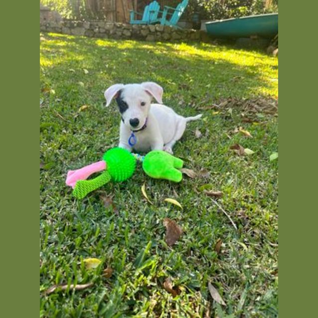 Photo of Maggie   10 Week Old Staffy X