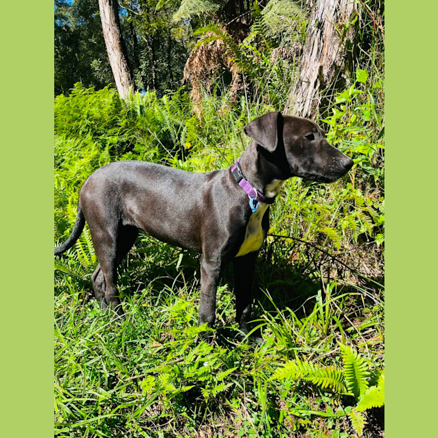 Photo of Huia