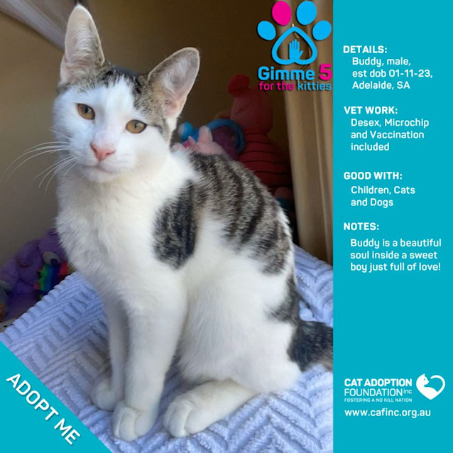 Photo of Buddy Just $50 Limited Time!