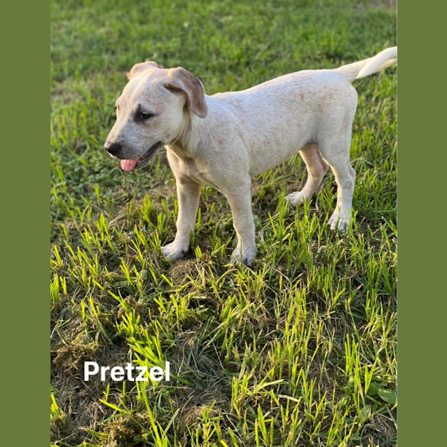 Photo of Pretzel