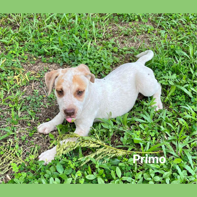 Photo of Primo