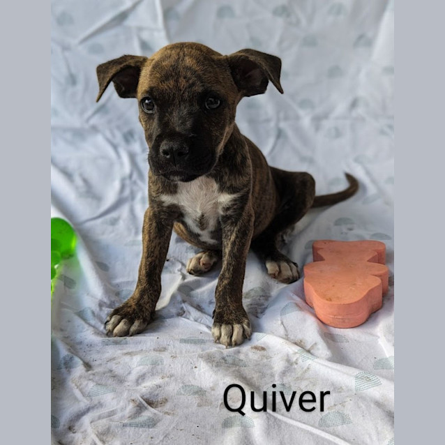 Photo of Quiver