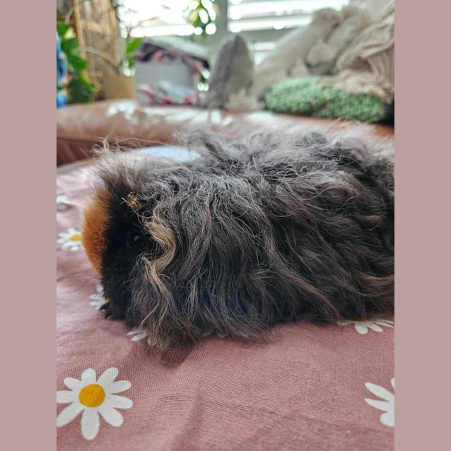 Photo of Barbie And Cindy 