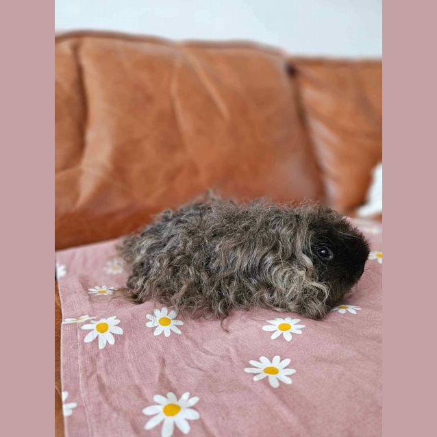 Photo of Barbie And Cindy 