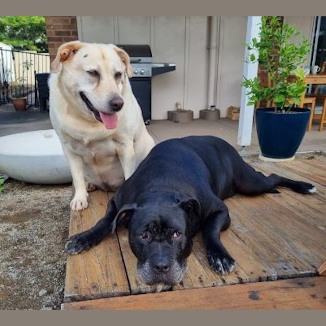 Photo of Simba And Nala