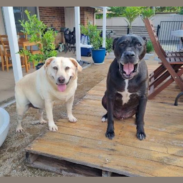 Photo of Simba And Nala