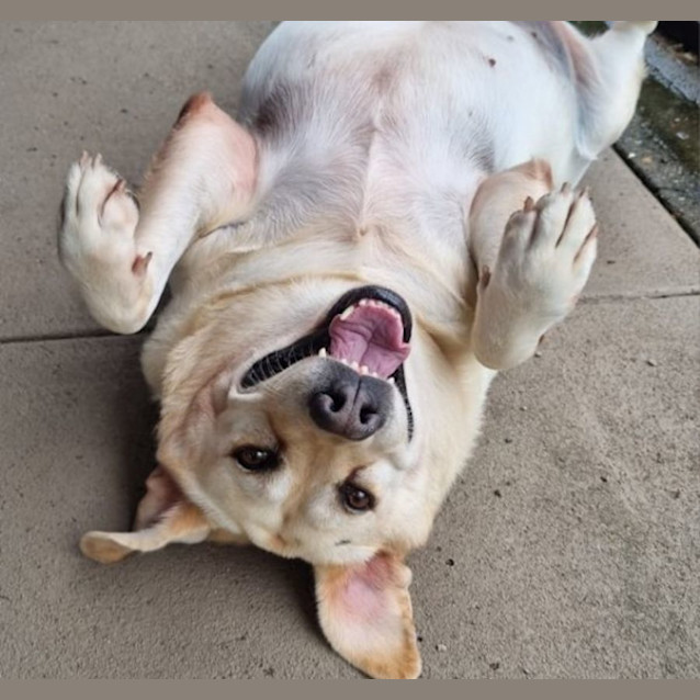 Photo of Simba And Nala