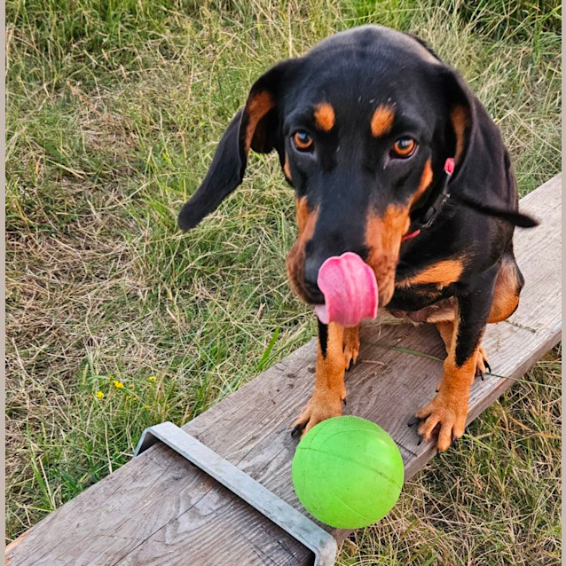 Photo of Priscilla