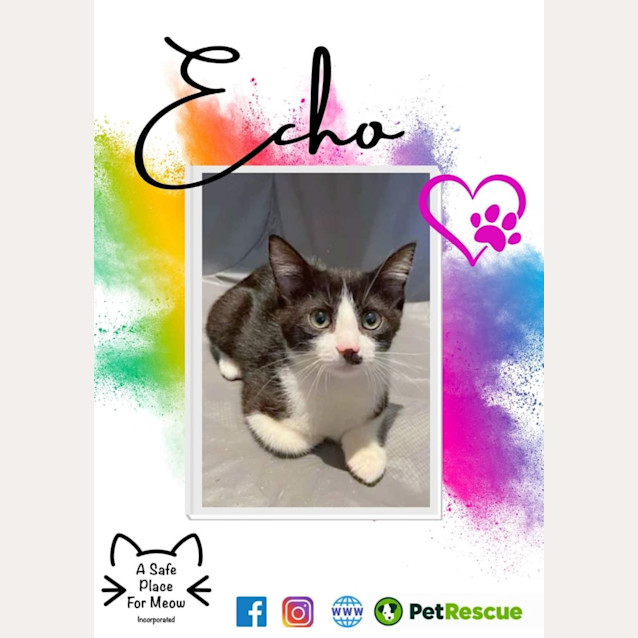 Photo of Echo