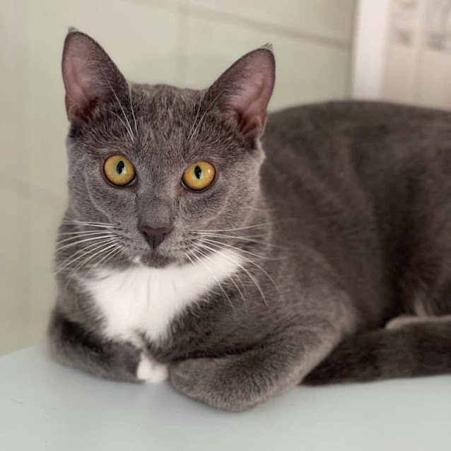 Photo of 10139   Vanilla