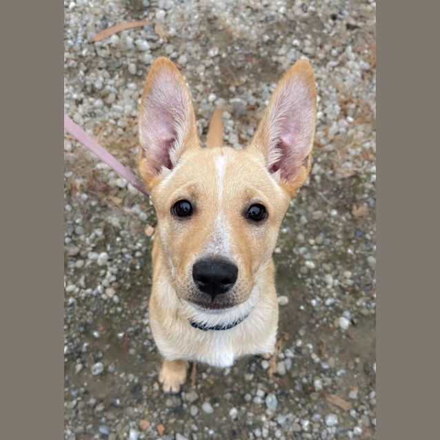 Photo of Midge