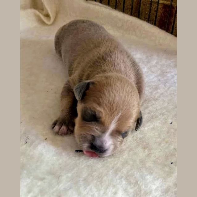 Photo of Caramel