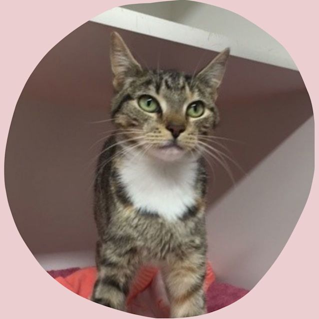 Photo of Cinnamon 