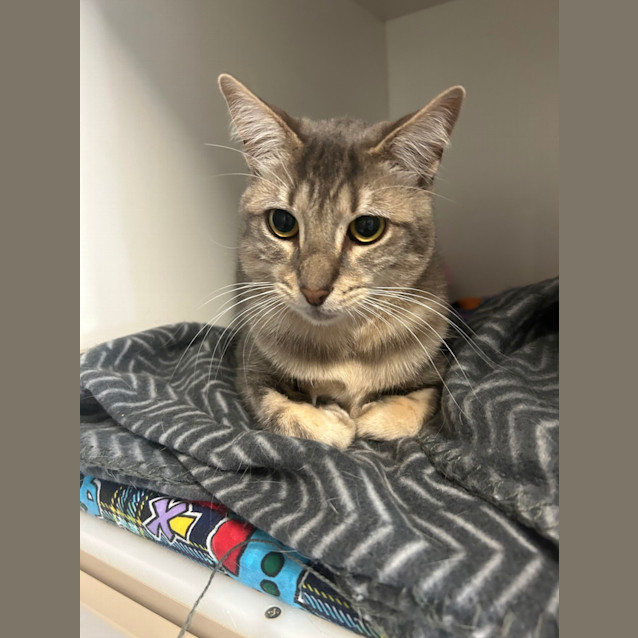 Photo of Valentino