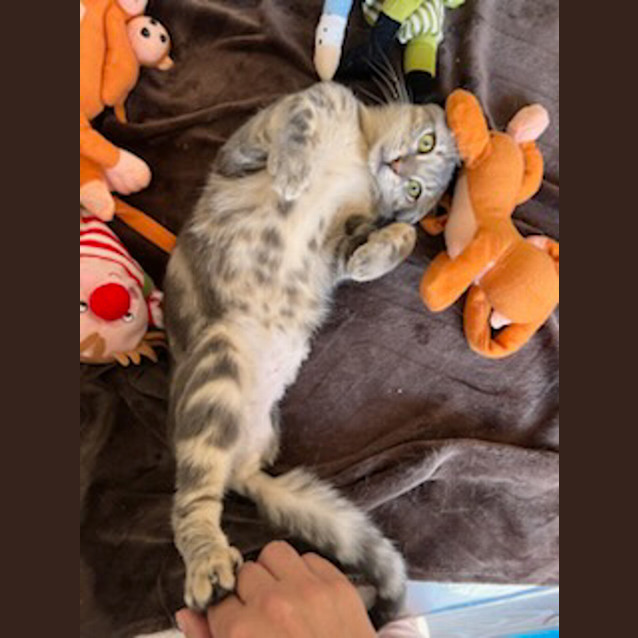 Photo of Valentino