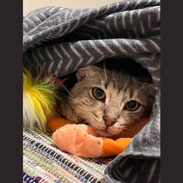 Photo of Valentino