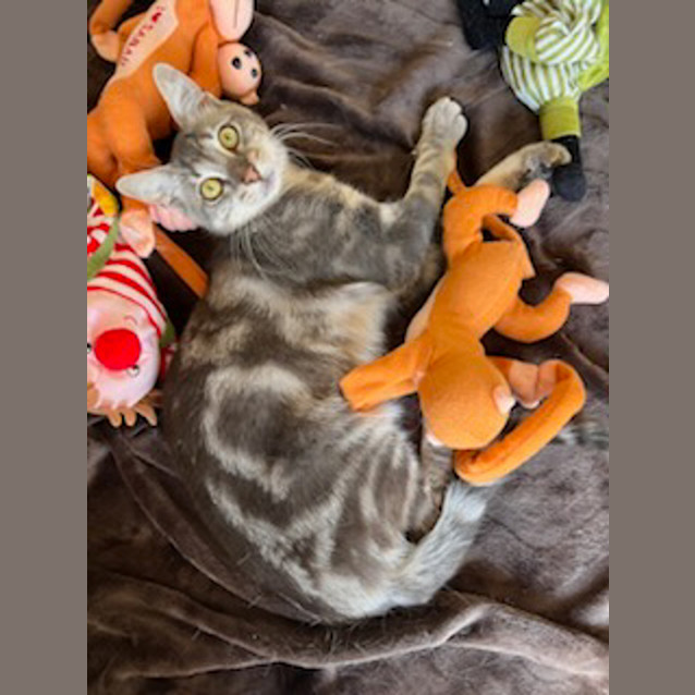 Photo of Valentino