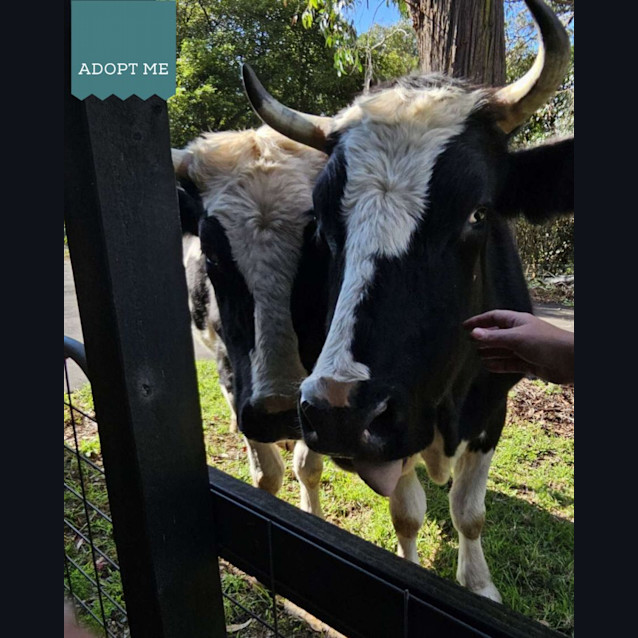 Photo of Brutus And Buster