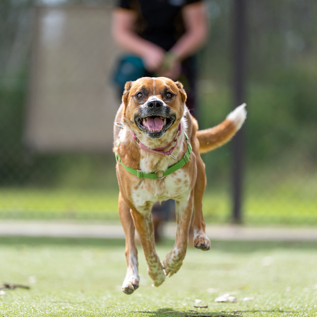 Photo of Honey