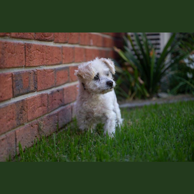 Photo of Cheeky Babbington