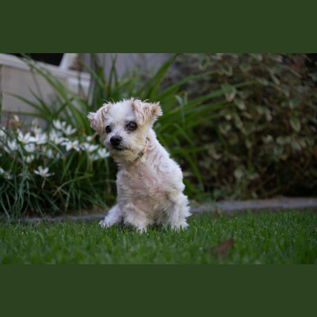 Photo of Cheeky Babbington