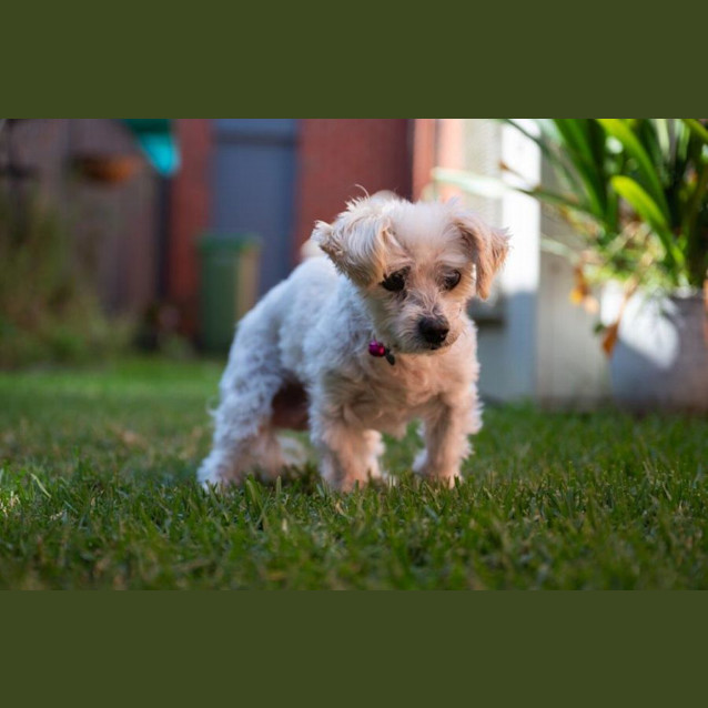 Photo of Cheeky Babbington