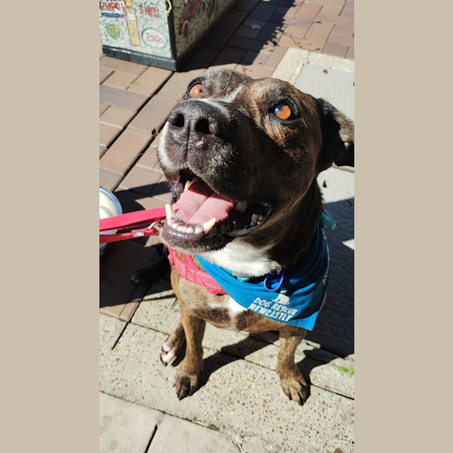 Photo of Shadow   6 Year Old Staffy X (Trial)