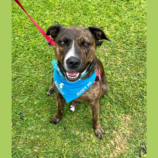 Photo of Shadow   6 Year Old Staffy X (Trial)